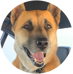 image of bear riding in the car with a big smile on his face